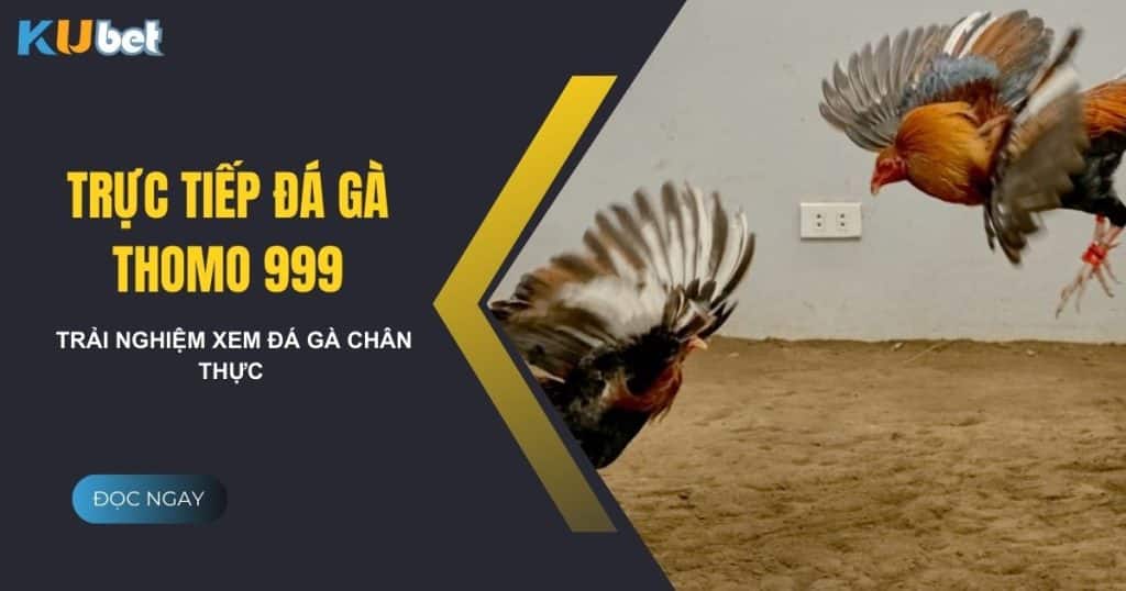 Trải nghiệm trực tiếp đá gà thomo 999 tại Kubet chân thực nhất